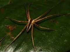 Heteropoda ocyalina