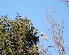 Elanus leucurus