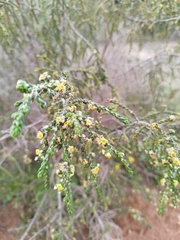 Thymelaea hirsuta