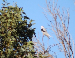 Elanus leucurus