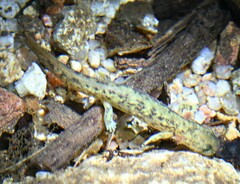 Onychodactylus koreanus