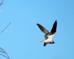 Elanus leucurus