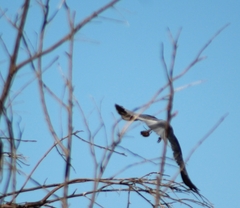 Elanus leucurus