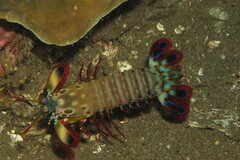 Odontodactylus scyllarus
