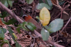 Pomatorhinus musicus