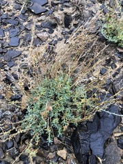 Artemisia gobica