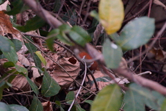 Pomatorhinus musicus