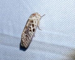 Spinulata