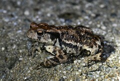 Bufo sachalinensis
