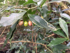 Peddiea africana