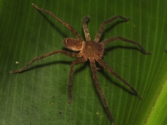Heteropoda homstu
