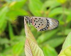 Acraea