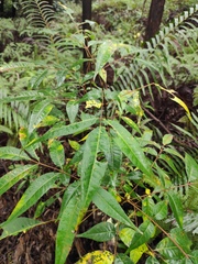 Toona sinensis