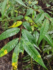 Toona sinensis
