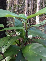 Cyclophyllum balansae