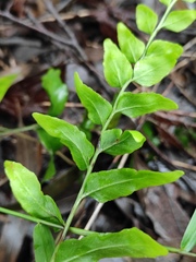 Lindsaea heterophylla