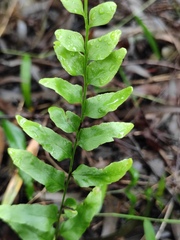 Lindsaea heterophylla