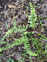 Lindsaea heterophylla