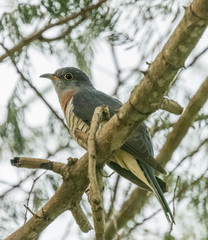 Cuculus solitarius