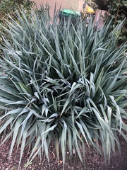 Yucca gloriosa