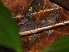 Cyrtodactylus marmoratus
