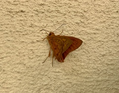 Emesis mandana