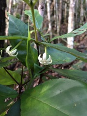 Cyclophyllum balansae