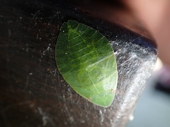 Tituria planata