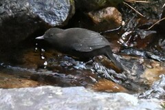 Cinclus pallasii