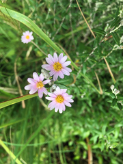 Athrixia phylicoides