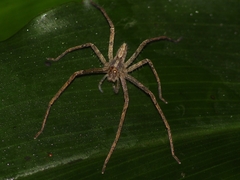 Heteropoda ocyalina