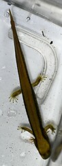 Onychodactylus koreanus