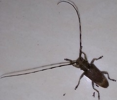 Acalolepta rusticatrix