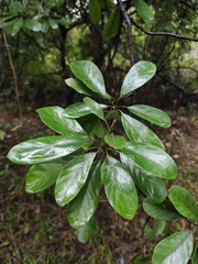 Litsea glutinosa