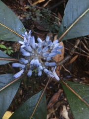 Psychotria poissoniana