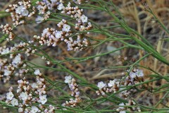 Limonium brasiliense