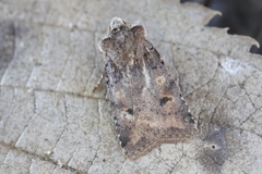 Cerastis faceta