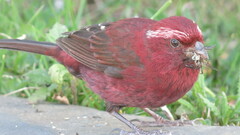 Carpodacus formosanus