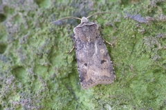 Cerastis faceta