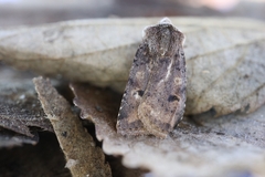Cerastis faceta