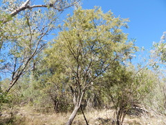 Exocarpos cupressiformis