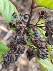 Clerodendrum fortunatum