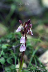 Anacamptis collina