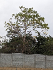 Roseodendron donnell-smithii