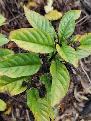 Clerodendrum fortunatum