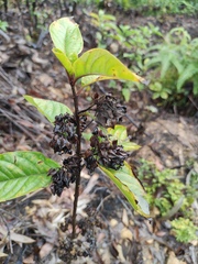 Clerodendrum fortunatum