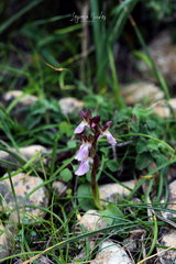 Anacamptis collina