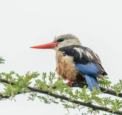 Halcyon leucocephala