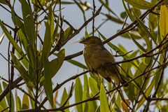 Ploceus melanocephalus