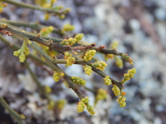 Exocarpos cupressiformis